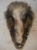 tête de lapin